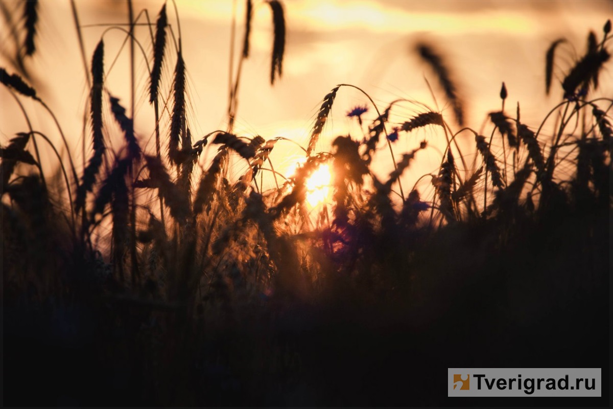 В пяти муниципалитетах Тверской области начали убирать озимую пшеницу: В региона стартовала кампания по уборке урожая.